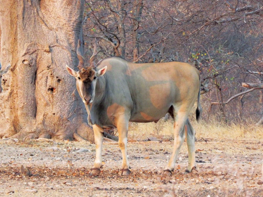 Baobab tree: You are the eland in my shade