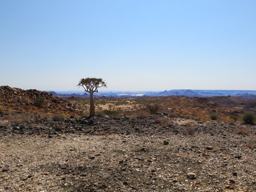 Quiver tree: I watch over you