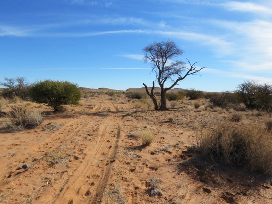 Camel thorn tree: You rest under me