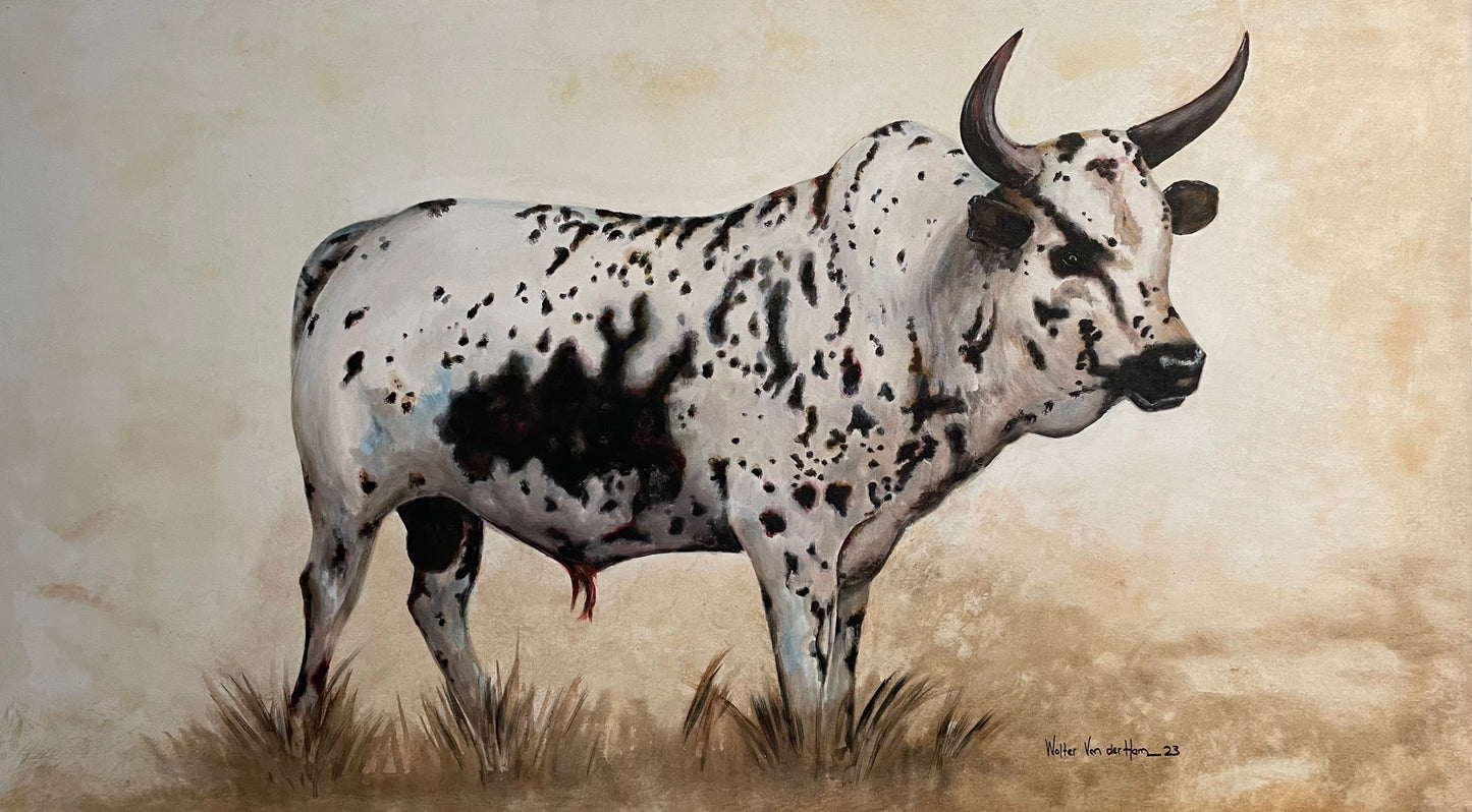 Nguni bull